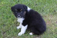 Weston, a male Australian Shepherd for sale in Kansas, OK – Photo 2 of 2