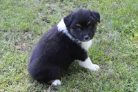 Weston, a male Australian Shepherd for sale in Kansas, OK – Photo 1 of 2