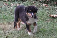 Craig, a male Australian Shepherd for sale in Kansas, OK – 1 of 2