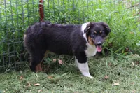 Weston, a male Australian Shepherd for sale in Kansas, OK – 2 of 6