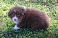Theo, a male Australian Shepherd for sale in Kansas, OK – Photo 2 of 2