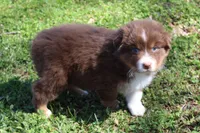 Theo, a male Australian Shepherd for sale in Kansas, OK – Photo 1 of 2