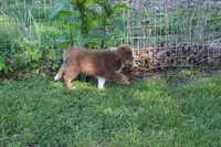 Theo, a male Australian Shepherd for sale in Kansas, OK – 3 of 6