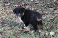 Norman, a male Australian Shepherd for sale in Kansas, OK – 2 of 6