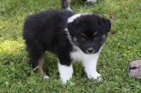 Weston, a male Australian Shepherd for sale in Kansas, OK – 2 of 4