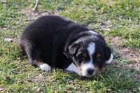 Ryder, a male Australian Shepherd for sale in Kansas, OK – Photo 1 of 2