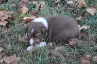 Jay, a male Australian Shepherd for sale in Kansas, OK – 2 of 2
