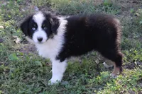 Cameron, a male Australian Shepherd for sale in Kansas, OK – 2 of 6