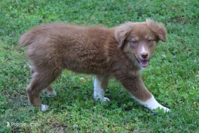 Tessa – Australian Shepherd puppy on hold in Kansas, OK