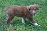 Tessa, a female Australian Shepherd for sale in Kansas, OK – 1 of 6