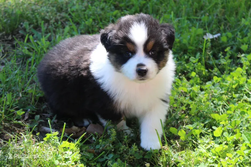 Winnie, a female Australian Shepherd for sale in Kansas, OK – Photo 1 of 2