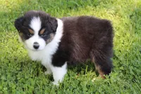 Winnie, a female Australian Shepherd for sale in Kansas, OK – Photo 2 of 2