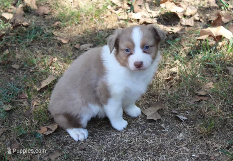 Ada – Australian Shepherd puppy for sale in Kansas, OK