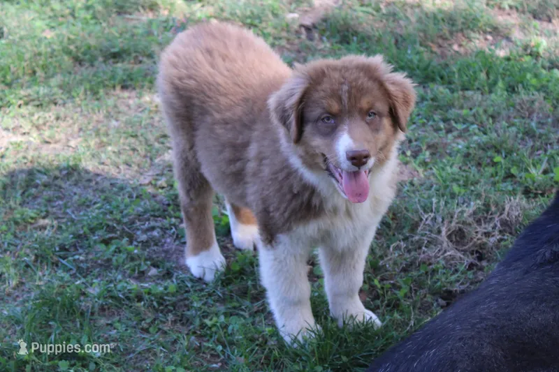 Jay – Australian Shepherd puppy for sale in Kansas, OK