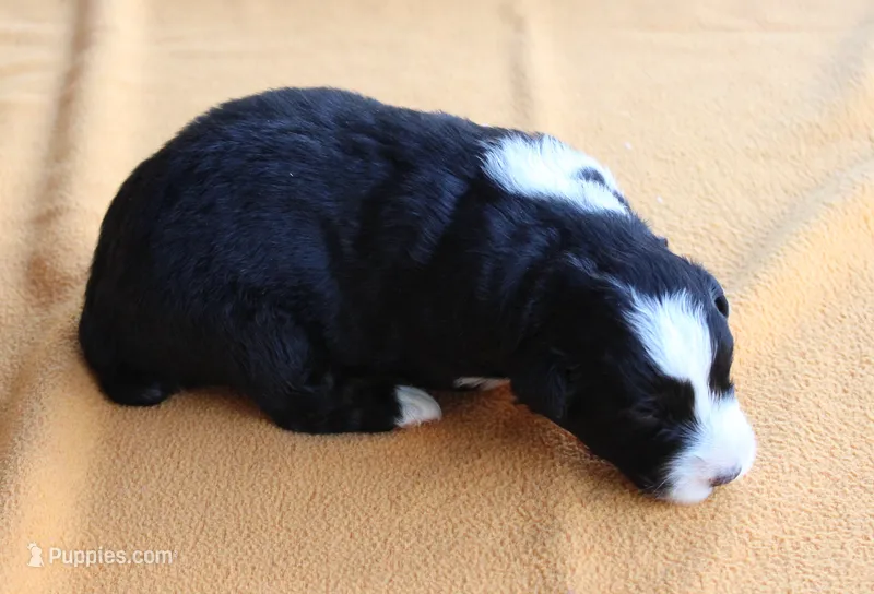Glendale – Australian Shepherd puppy for sale in Kansas, OK