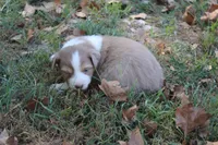 Ada, a female Australian Shepherd for sale in Kansas, OK – 2 of 2