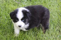 Whitley, a female Australian Shepherd for sale in Kansas, OK – Photo 2 of 2