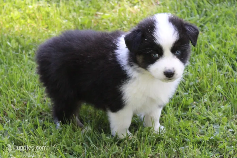 Whitley, a female Australian Shepherd for sale in Kansas, OK – Photo 1 of 2
