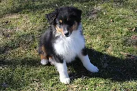 Nolan, a male Australian Shepherd for sale in Kansas, OK – Photo 2 of 5
