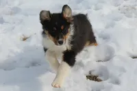 Nolan, a male Australian Shepherd for sale in Kansas, OK – Photo 4 of 5