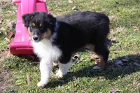 Nolan, a male Australian Shepherd for sale in Kansas, OK – Photo 3 of 5