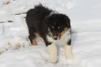 Nolan, a male Australian Shepherd for sale in Kansas, OK – Photo 5 of 5