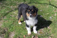 Nolan, a male Australian Shepherd for sale in Kansas, OK – Photo 1 of 5