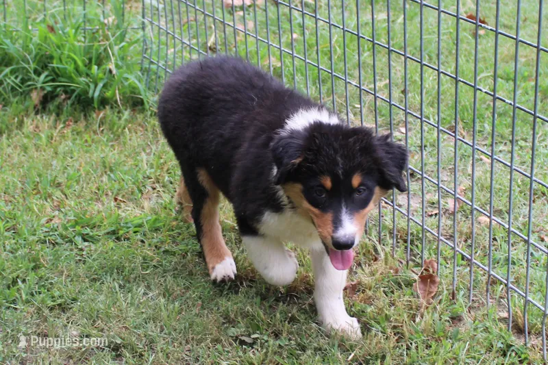 Dallas – Australian Shepherd puppy for sale in Kansas, OK