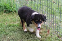 Dallas, a male Australian Shepherd for sale in Kansas, OK – 1 of 2