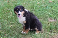 Houston, a male Australian Shepherd for sale in Kansas, OK – 2 of 2