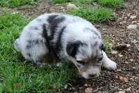 Sienna , a female Australian Shepherd for sale in Kansas, OK – Photo 2 of 2