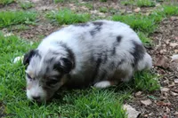 Sienna , a female Australian Shepherd for sale in Kansas, OK – Photo 1 of 2