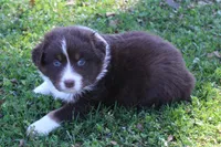 Tate, a male Australian Shepherd for sale in Kansas, OK – Photo 2 of 2