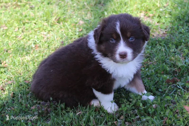 Tate – Australian Shepherd puppy for sale in Kansas, OK