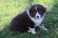 Tate, a male Australian Shepherd for sale in Kansas, OK – Photo 1 of 2