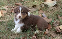 Madison, a female Australian Shepherd for sale in Kansas, OK – 2 of 2
