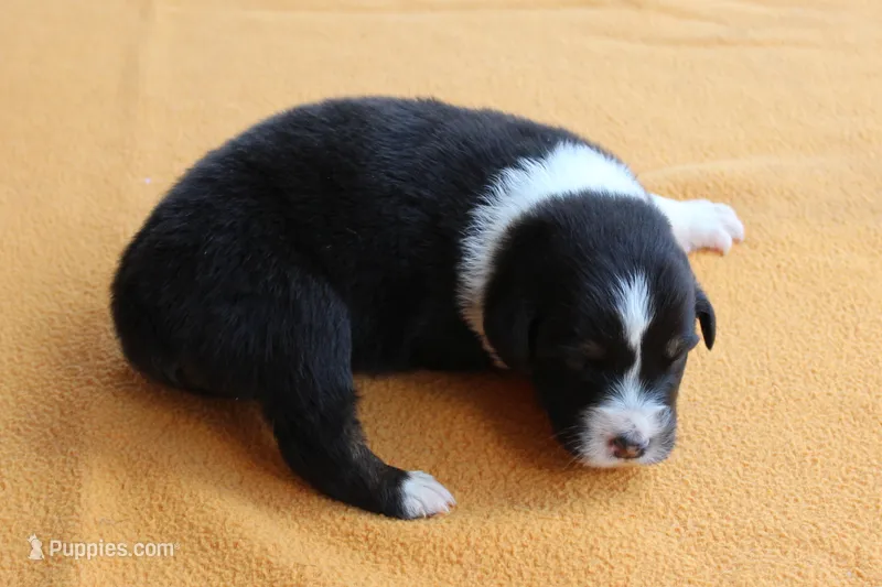 Tuscan – Australian Shepherd puppy for sale in Kansas, OK