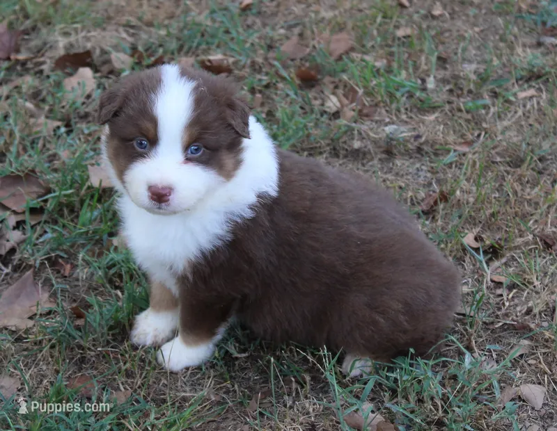 Montgomery – Australian Shepherd puppy for sale in Kansas, OK