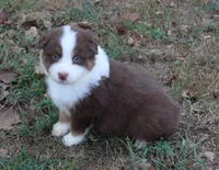 Montgomery, a male Australian Shepherd for sale in Kansas, OK – 1 of 2