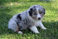 Tatum, a male Australian Shepherd for sale in Kansas, OK – Photo 1 of 2