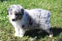 Tatum, a male Australian Shepherd for sale in Kansas, OK – Photo 2 of 2