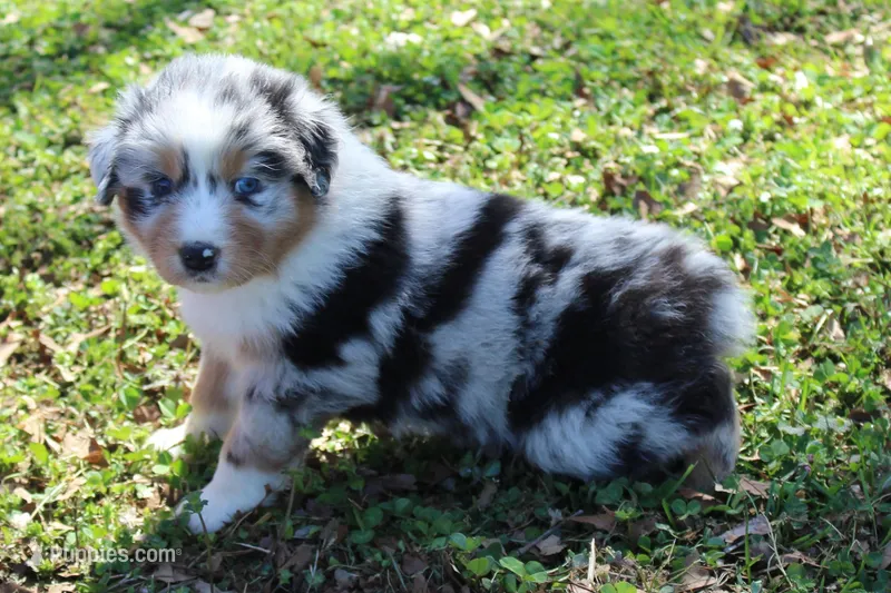 Toby – Australian Shepherd puppy for sale in Kansas, OK