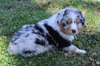 Toby, a male Australian Shepherd for sale in Kansas, OK – Photo 2 of 2