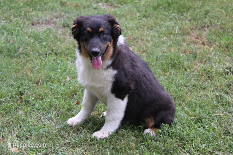 Weston – Australian Shepherd puppy for sale in Kansas, OK