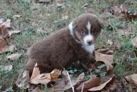 Auburn, a female Australian Shepherd for sale in Kansas, OK – 1 of 2