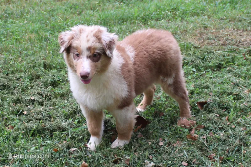 Celina – Australian Shepherd puppy for sale in Kansas, OK