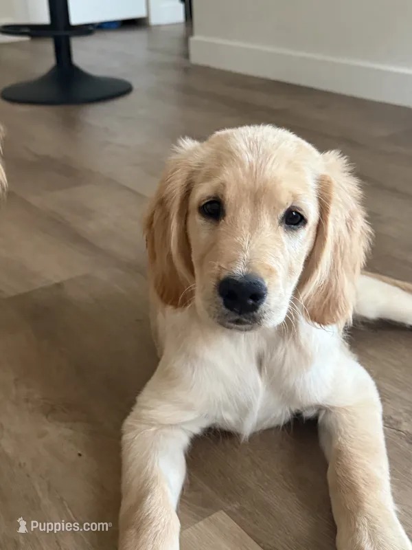 Green  – Golden Retriever puppy for sale in Fountain, CO