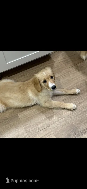 Pink – Golden Retriever puppy for sale in Fountain, CO