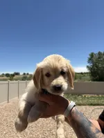 Green, a male Golden Retriever for sale in Fountain, CO – 1 of 1