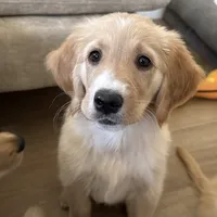 Pink, a female Golden Retriever for sale in Fountain, CO – 2 of 2